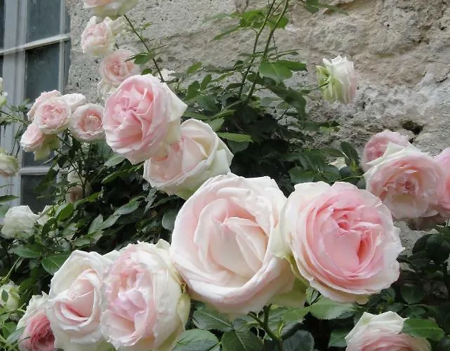 Hébergement de vacances Demeure Verteuillaise